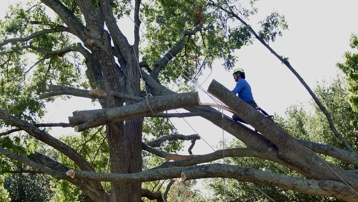 Professional Crown Thinning performed by certified arborists in Caseyville